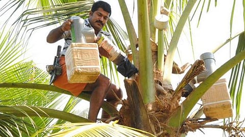 தென்னை மரத்தில் இருந்து இறக்கப்படும் நீரா பானத்தை டெட்ரா பேக்’கில் விற்பனை செய்ய திட்டம்