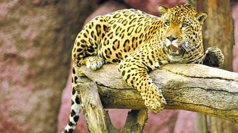 பிரதிநிதித்துவப் படம்