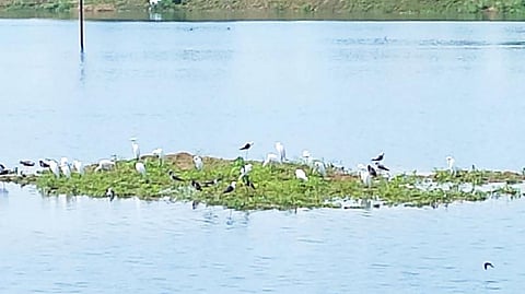 திருநெல்வேலியில் புதிய பேருந்து நிலையத்தையொட்டி இருக்கும் வேய்ந்தான்குளத்தின் நடுவிலுள்ள மணல் திட்டுகளில் பல்வேறு வகையான பறவைகள் தஞ்சம் புகுந்துள்ளன.