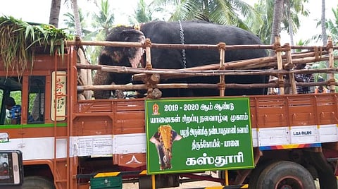 பழநி கோயில் யானை கஸ்தூரி தேக்கம்பட்டி புத்துணர்வு முகாமிற்கு பயணம்: தமிழகம் முழுவதுமே கோயில் யானைகள் அனுப்பிவைப்பு