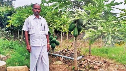 நொகனூர் மலைக்கிராமத்தில் விவசாயி வெங்கடேஷின் தோட்டத்தில் குட்டை ரக பப்பாளி மரங்களில் பப்பாளி காய்கள் காய்த்துள்ளன