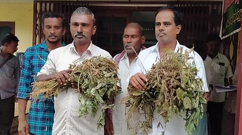 மழையால் 50 ஏக்கரில் உளுந்து பயிர்கள் நாசம்: சேதமடைந்த பயிர்களுடன் மானூர் விவசாயிகள் ஆட்சியரிடம் முறையீடு