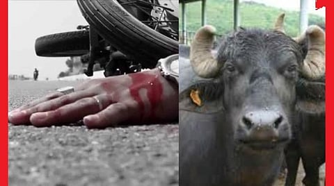 எருமை மாடுமீது மோட்டார் பைக் மோதியதில் கல்லூரி மாணவர் பலி: இருவேறு விபத்துகளில் 2 இளைஞர்கள் உயிரிழப்பு