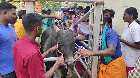 ஜல்லிக்கட்டு காளைகளுக்கான ஆன்லைன் பதிவு: அவனியாபுரம் கால்நடை மருத்துவமனையில் தொடங்கியது