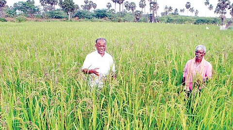 புதுக்கோட்டை மாவட்டத்தில் 3,000 ஏக்கரில் செழித்து வளரும் பாரம்பரிய ரக நெற்பயிர்கள் நோய் பாதிப்பில்லாததால் இயற்கை விவசாயிகள் மகிழ்ச்சி