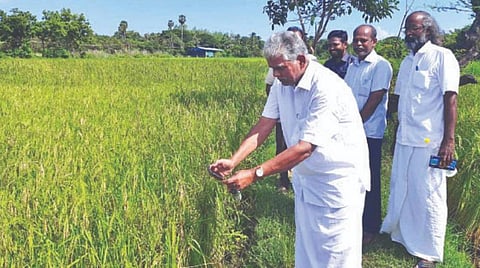 வரிச்சிக்குடியில் பாரம்பரிய நெல் ரகங்கள் பயிரிடப்பட்டுள்ள நிலத்தை பார்வையிட்டு, தனது செல்போனில் புகைப்படம் எடுத்துக்கொண்ட புதுச்சேரி வேளாண் அமைச்சர் ஆர்.கமலக்கண்ணன். உடன் விவசாயி எம்.பாஸ்கர், வேளாண் துறை அதிகாரிகள் உள்ளிட்டோர்.