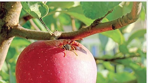 மொழிபெயர்ப்பு: சத்தான காய் கனிகள் கிடைக்கப் பூச்சி உதவும்