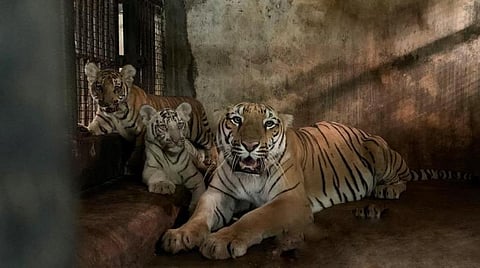 பொங்கல் விடுமுறை : அறிஞர் அண்ணா உயிரியல் பூங்காவுக்கு சிறப்பு ஏற்பாடுகள் - படங்கள்: ஸ்டாலின்