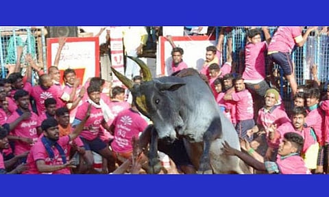 அவனியாபுரம் ஜல்லிக்கட்டு: காளையர்களை மிரட்டிய காளைகள்