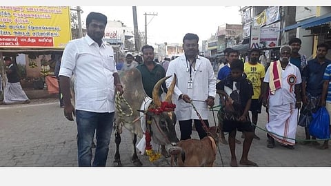 பாலமேடு ஜல்லிக்கட்டு நிறைவு: சிறந்த காளை உரிமையாளருக்கு ரூ.1 லட்சம் மதிப்புள்ள கன்றுடன் கூடிய காங்கேயம் பசு பரிசு