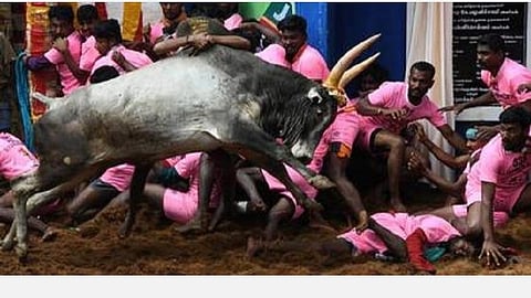 அலங்காநல்லூர் ஜல்லிக்கட்டு தொடங்கியது: சீறிப் பாய்கிறது 700 காளைகள்; களத்தில் 855 காளையர்