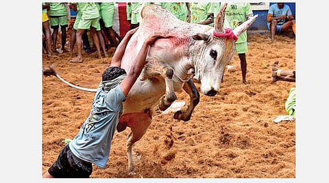 உலகப் புகழ்பெற்ற ஜல்லிக்கட்டுப் போட்டி; அலங்காநல்லூரில் திமிறிய காளைகளை அடக்கிய வீரர்கள்: 700 காளைகள், 855 காளையர்கள் பங்கேற்பு