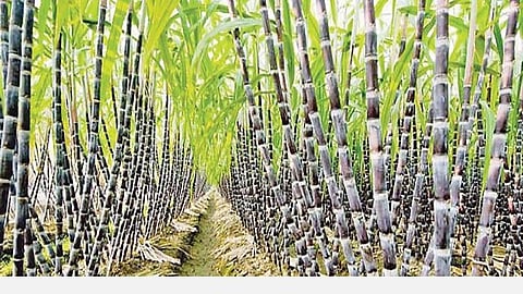 கரும்புப் பயிரில் தண்டுத் துளைப்பான் தாக்குதல்