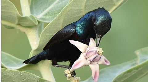 மதுரையில் விறுவிறுப்பாக நடைபெறும் 'பொங்கல்  பறவைகள் கணக்கெடுப்பு': சேமட்டான்குளம் கண்மாயில் 42 வகை பறவைகள் பதிவு