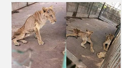 சூடானில் பசிக் கொடுமை; எலும்பும் தோலுமாகக் காணப்படும் சிங்கங்களுக்கு உதவ சமூக வலைதளங்களில் கோரிக்கை