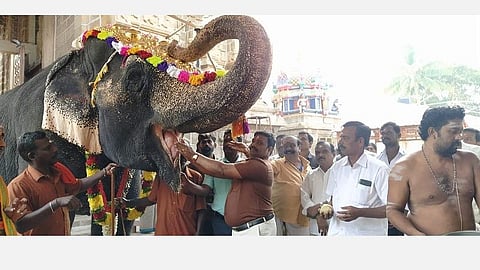 யானைகள் புத்துணர்வு முகாம் நிறைவு: பழநி  திரும்பிய கோயில் யானை கஸ்தூரிக்கு அதிகாரிகள், பக்தர்கள் வரவேற்பு
