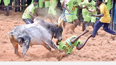 வீரரை துவம்சம் செய்த காளை.படம்: ஜெ.மனோகரன்