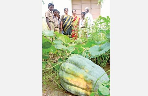 பள்ளியில் அமைக்கப்பட்டுள்ள காய்கறித் தோட்டத்தில் விளைந்த வெண்பூசனியை பார்த்து மகிழும் தலைமை ஆசிரியை விஜயலட்சுமி மற்றும் ஆசிரியர்கள், மாணவர்கள்.