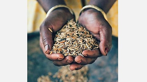 மரபு விதை நெல்லுக்கு ஓர் ஆராய்ச்சி மையம்