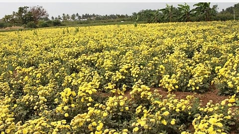 சின்னாளபட்டி பகுதியில் பூத்துக்குலுங்கும் செவ்வந்தி பூக்கள்: நல்ல விலை கிடைப்பதால் விவசாயிகள் மகிழ்ச்சி