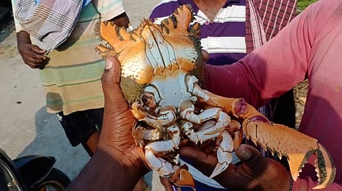 மீனவர் வலையில் சிக்கிய அரிய வகை எலிப்பூச்சி: விற்காமல் குடும்பத்துடன் சாப்பிட்ட மீனவர்