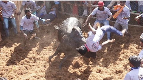 புகையிலைப்பட்டி ஜல்லிக்கட்டில் சீறிப்பாய்ந்த காளைகள்: 21 மாடுபிடிவீரர்கள் காயம்