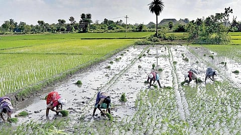 கடலூர், நாகையில் ரூ.92,000 கோடியில் அமையவிருந்த பெட்ரோலிய மண்டல திட்டத்தை ரத்து செய்து தமிழக அரசு உத்தரவு- பாதுகாக்கப்பட்ட வேளாண் மண்டல சட்டம் அமலுக்கு வந்ததால் நடவடிக்கை