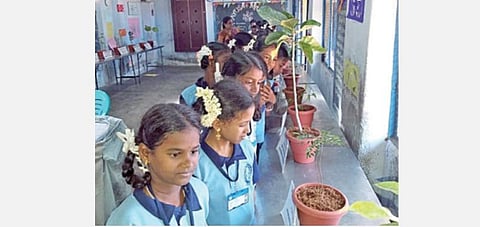 ராமநாதபுரம் குமரன் நடுநிலைப் பள்ளியில் நேற்று நடைபெற்ற மூலிகை திருவிழாவில் இடம்பெற்ற மூலிகை தாவரங்களை ஆர்வத்தோடு பார்வையிடும் மாணவிகள்.