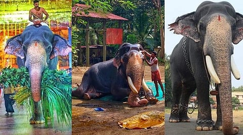 இந்தியாவிலேயே மிகப்பெரிய கம்பீர ‘கஜரத்னா’; குருவாயூர் கோயில் யானை பத்மநாபன் 84 வயதில் உயிரிழப்பு