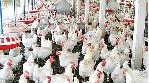 கோழி வளர்ப்பில் தமிழ்நாடு முதலிடம்