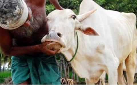 கால்நடை துறையில் 8 ஆண்டுகளாக 50% பணியிடங்கள் காலி: தமிழகத்தில் கோமாரி நோய் தடுப்பூசி பணிகள் பாதிப்பு 