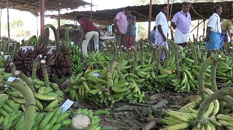 கேரளாவிலிருந்து வியாபாரிகள் வராததால் தேங்கிக் கிடக்கும் வாழைத் தார்கள்.