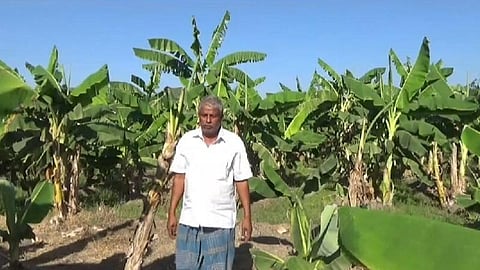 திருப்பரங்குன்றத்தில் ஊரடங்கால் முடங்கிப்போன வாழை விவசாயம்: விலை போகாமல் கண்ணீரில் விவசாயிகள் 