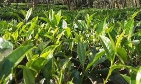 பிரதிநிதித்துவப் படம்
