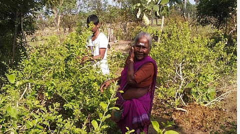 வாங்கிய கடனுக்கு வட்டி வேண்டாம்: வேதாரண்யம் மலர் வணிகர்கள் அறிவிப்பு