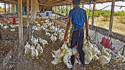 தீவனம் இன்றி இறக்கும் தருவாயில் உள்ள கோழிக்குஞ்சுகள்: உயிருடன் புதைக்க திண்டுக்கல் கோழிப் பண்ணையாளர்கள் முடிவு