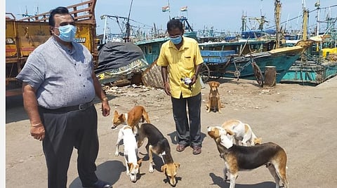 சென்னையில் தெரு நாய்களுக்கு பால், பிஸ்கெட்: கருணை காட்டும் பாஜக மீனவரணி