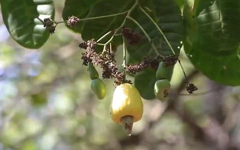 யுராக் தயாரிக்கப் பயன்படும் முந்திரிப் பழம்.