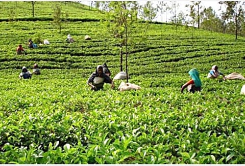 வர மறுத்தாலும் வற்புறுத்தி வேலைக்கு அழைக்கும் எஸ்டேட் நிர்வாகங்கள்: முதல்வரிடம் தேயிலைத் தோட்டத் தொழிலாளர் சங்கத்தினர் புகார்