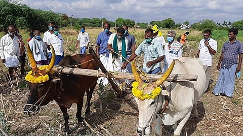 சித்திரை முதல்  நாளையொட்டி எட்டயபுரம் அருகே மானாவாரி நிலத்தில் பொன்னேர் பூட்டிய விவசாயிகள்
