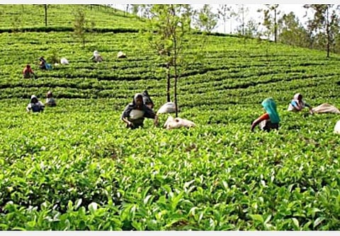 சோதனையா? அதெல்லாம் தேவையில்லை: ஆய்வாளர்களையே ‘சோதிக்கும்’ எஸ்டேட் நிர்வாகங்கள்