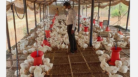 ஊரடங்கு: தப்பிய பிராய்லர் கோழிகள்; பிழைக்குமா லவ் பேர்ட்ஸ்?