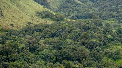 கரோனாவும் காடுகளும்