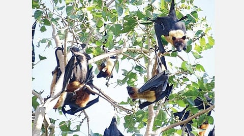 இந்திய பறக்கும் நரி