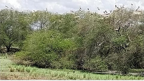 ஊரடங்கால் முடங்கிய மனித நடமாட்டம்: தேர்த்தங்கலில் சாலையோர மரங்களிலேயே தங்கியுள்ள வெளிநாட்டுப் பறவைகள்