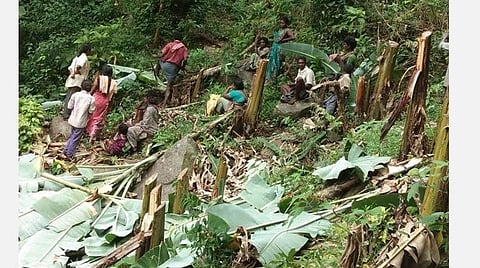 கொடைக்கானல் மலையில் பெரியூர் குடியிருப்பு அருகில் வெட்டி சாய்க்கப்பட்ட வாழைகள்.