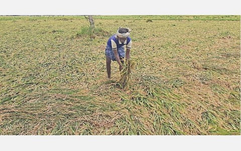 தஞ்சாவூர் அருகே நெல்லுப்பட்டில் அறுவடைக்கு தயாராக இருந்த நெற்பயிர்கள் சூறைக்காற்றால் சாய்ந்து கிடப்பதை வேதனையுடன் பார்க்கும் விவசாயி. ﻿﻿படம்: வி.சுந்தர்ராஜ்﻿﻿