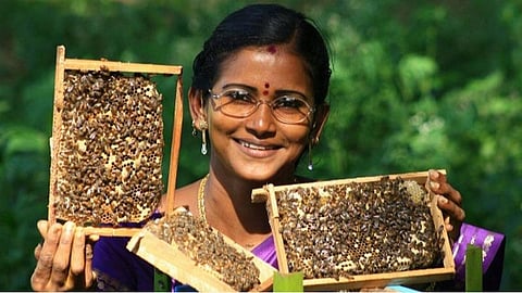 தேனீ வளர்ப்பிற்கு ரூ.500 கோடி அள்ளிக் கொடுத்த பின்னணி என்ன?