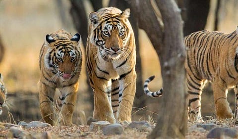 பிரதிநிதித்துவப்படம்