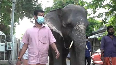 பண்ணைக்கு இன்று நடந்து செல்லும் கோயில் யானை லட்சுமி.